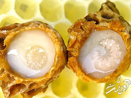 ژل رویال, ژل رویال چیست,ژل رویال در کندوی عسل